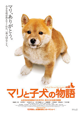 ดูหนังออนไลน์ฟรี A Tale of Mori and Three Puppies (2007) เพื่อนซื่อ ชื่อ มาริ
