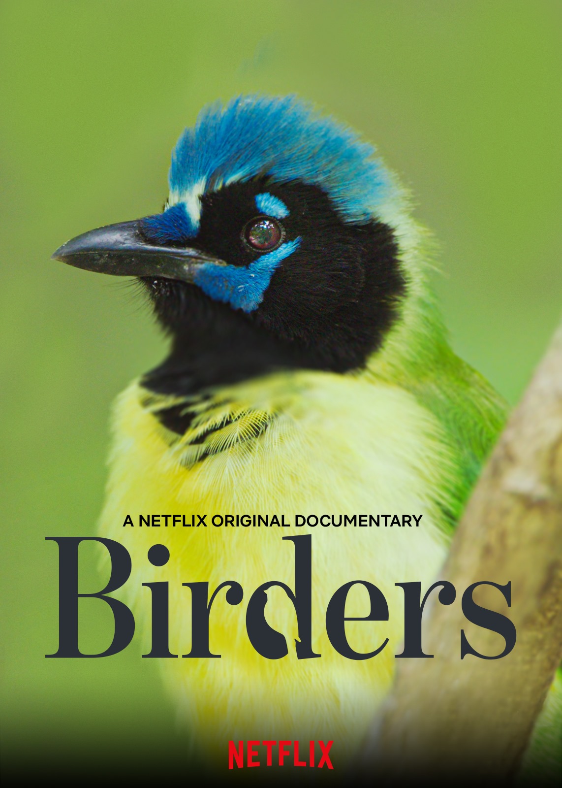 ดูหนังออนไลน์ฟรี Birders (2019) ผู้พิทักษ์ปักษา